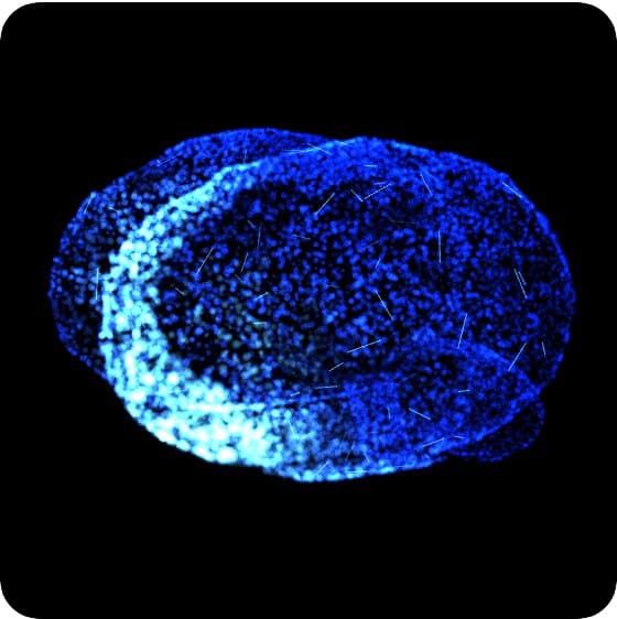 Un cervello fatto di migliaia di punti, illuminato di lato, che gira piano mentre le sue zone si accendono una dopo l'altra.